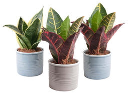 Trio Sanseveria in trendy keramiek ↨ 15cm - 3 stuks - hoge kwaliteit planten