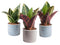 Trio Sanseveria in trendy keramiek ↨ 15cm - 3 stuks - hoge kwaliteit planten