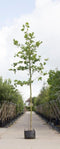 Plataan hoogstam 400 cm | Platanus hispanica 14-18 cm | Bomenbezorgd.nl