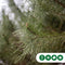 Parasolden Pinus pinea h 140cm st. omtrek 85cm st. h 100 cm