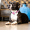 Max & Molly Smart ID Collar - Cherry Bloom/XS
