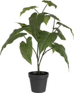 J-Line Anthurium In Pot Plastiek Groen