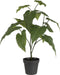 J-Line Anthurium In Pot Plastiek Groen
