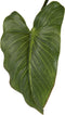 J-Line Anthurium In Pot Plastiek Groen