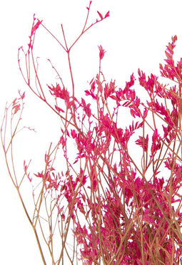 J-Line Droogbloemen - Bundel gedroogde Gypsophilia - fuchsia