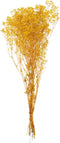J-Line Droogbloemen - Bundel gedroogde Gypsophilia - geel