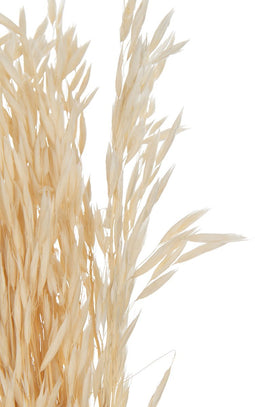 J-Line droogbloemen - bundel gedroogde Haver - riet - ecru