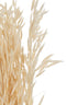 J-Line droogbloemen - bundel gedroogde Haver - riet - ecru