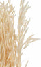 J-Line droogbloemen - bundel gedroogde Haver - riet - ecru