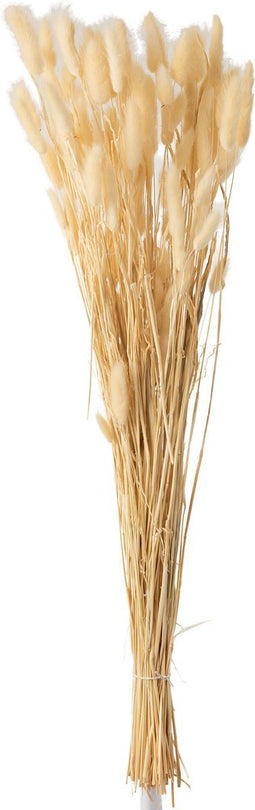 J-Line droogbloemen - Bundel Pluim Hazenstaart Gedroogd - riet - beige - large