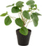 J-Line plant - Piilea Peperomioides in pot - kunststof - groen