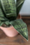 J-Line plant Sanseveria + Pot - kunststof - groen/terracotta - medium - 2 stuks