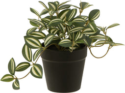 J-Line plant Tradescantia in pot - kunststof - groen/wit