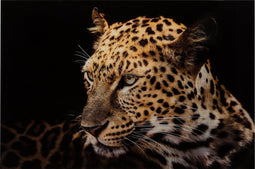 J-Line Wanddeco Luipaard Getemperd Glas Mix