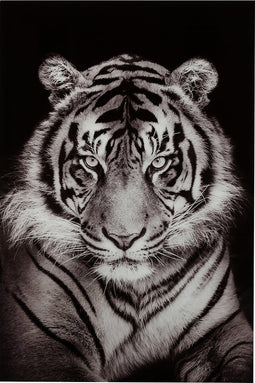 J-Line wanddecoratie tijger getemperd - glas - zwart/wit