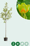 Tulpenboom | Liriodendron tulipifera 18-20 cm | Bomenbezorgd.nl