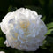 Plant in a Box - Paeonia pioen 'Duchesse de Nemours' - Set van 2 - Pioenen - Bloemknollen - Zomerbloeiers - Tuinbloemen - Wit