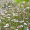 Erigeron karvinskianus | 1 stuk | Bijen- en vlinderplant | Bijentuin | Bloeiende vaste plant | bloemenpracht in de zomer | Bodembedekker | vermijd onkruid | grondbedekker | 11x11 cm Kwekerspot | Roze