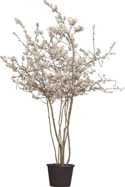 Krentenboom meerstammig | Amelanchier lamarckii | Bomenbezorgd.nl