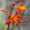 Plant in a Box - Crocosmia 'Lucifer' Montbretia - set van 50 - Knollen - Tuinbloemen - Rood - Volgroeide hoogte: 70 cm