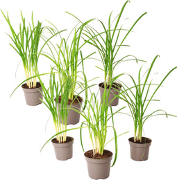Plant in a Box - Tulbaghia violacea 'Knobikraut' - wilde knoflook - Paarse bloemen - set van 6 - Potmaat 9 cm - Hoogte 15-25 cm