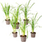 Plant in a Box - Tulbaghia violacea 'Knobikraut' - wilde knoflook - Paarse bloemen - set van 6 - Potmaat 9 cm - Hoogte 15-25 cm