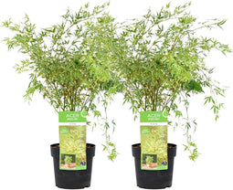 Plant in a Box - Acer palmatum 'Butterfly' - Japanse Esdoorn - Set van 2 - Winterhard - Tuinplant - Pot 19cm - Hoogte 50-60cm