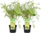 Plant in a Box - Acer palmatum 'Butterfly' - Japanse Esdoorn - Set van 2 - Winterhard - Tuinplant - Pot 19cm - Hoogte 50-60cm