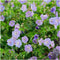 Plants by Frank | 48 Ooievaarsbek Planten | Geranium 'Rozanne' | Winterharde bodembedekker planten | tuinplanten | Winterharde vaste planten meerjarig | Winterharde tuinplanten