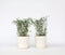 Plant in a Box - Eucalyptus parvifolia 'Oliva' - Set van 2 - Eucalyptusstruik - Tuinplant - Pot 19cm - Hoogte 40-50cm