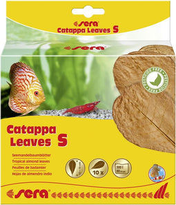 Catappa Leaves S 10 – 15 cm 10 st