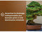 Bonsai grond - BRUIN GOUD - OBRTBON6U - 6L - Betere wortelvorming