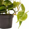 Decorum Duo Philodendron Brazil - Philodendron Scandens met potten Anna Taupe – ↨ 15cm – ⌀ 12cm