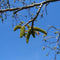Gewone walnotenboom | Juglans regia 18-20 cm | Bomenbezorgd.nl
