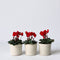 Plant in a Box - Cyclamen persicum 'Winfall Scarlet' - Set van 3 - Perzische cyclaam - Pot 9cm - Hoogte 10-20cm
