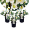 Plant in a Box - Helleborus niger Mont Blanc - set van 3 - Kerstrozen winterhard - tuinplanten - Pot 12cm - Hoogte 20-30cm