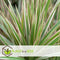 Plant in a Box - Dracaena Marginata - Mix van 3 - Drakenbloedboom - Groene kamerplant - Pot van 12cm - Hoogte 30-40cm