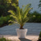Plant in a Box - Phoenix Canariensis - Pot 15cm - Hoogte 50-60cm - Winterhard - Dadelpalm