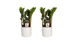 Decorum Duo 2 x Zamio Zenzi met Elho B.for soft white