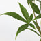 Plant in a Box - Plant in a Box - Acer palmatum 'Ukigumo' - Set van 2 - Japanse Esdoorn winterhard - Groene bladeren - Pot 19cm - Hoogte 50-60cm