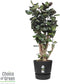 Polyscias Fabian in Elho® Greenville pot ↨ 120cm - hoge kwaliteit planten