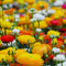 Plant in a Box - Ranunculus - Mix van 80 - Ranunculus bloembollen - Zomerbloeiers - Knollen