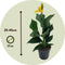 Plant in a Box - Canna 'Cannova' - Bloemriet - Canna Lily Geel - Bloeiende Plant - Pot 17cm - Hoogte 35-45cm