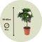 Plant in a Box - Gardenia Jasminoides - Op gevlochten stam - Onderhoudsarme plant - Witte bloemen - Pot 19cm - Hoogte 50-60cm
