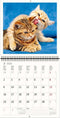 2026 Kalender schrijven 30 x 30 katten - gratis 2025