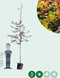 Rode beuk | Fagus syl. 'Atropunicea' 18-20 cm | Bomenbezorgd.nl