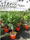 Sinaasappelboom Citrus sinensis h 150 cm st. omtrek 14cm
