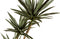 WOOOD Yucca Kunstplant - Plastic - Groen - 155x70x70