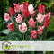 Plant in a Box - Tulipa Hemisphere - Bloembollen x30 - Tulp - Roze / Wit / Rood - Hollandse Tulpen