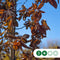 Rode sierpruim kruisdak Prunus cer. Nigra h 230 cm st. omtrek 8 cm...